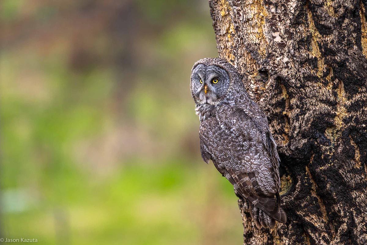 Great Gray Owl, Taken with Nikon Z8, Nikon 400mm f2.8VR