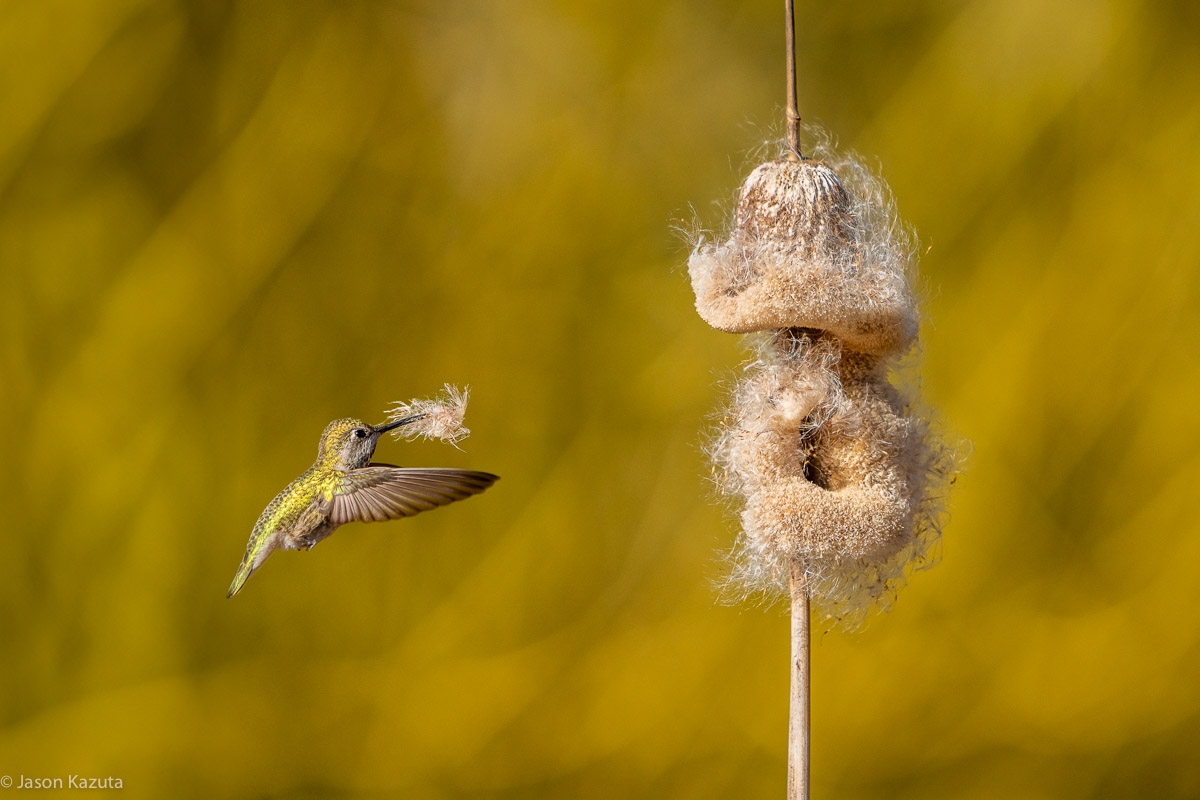Anna's Hummingbird