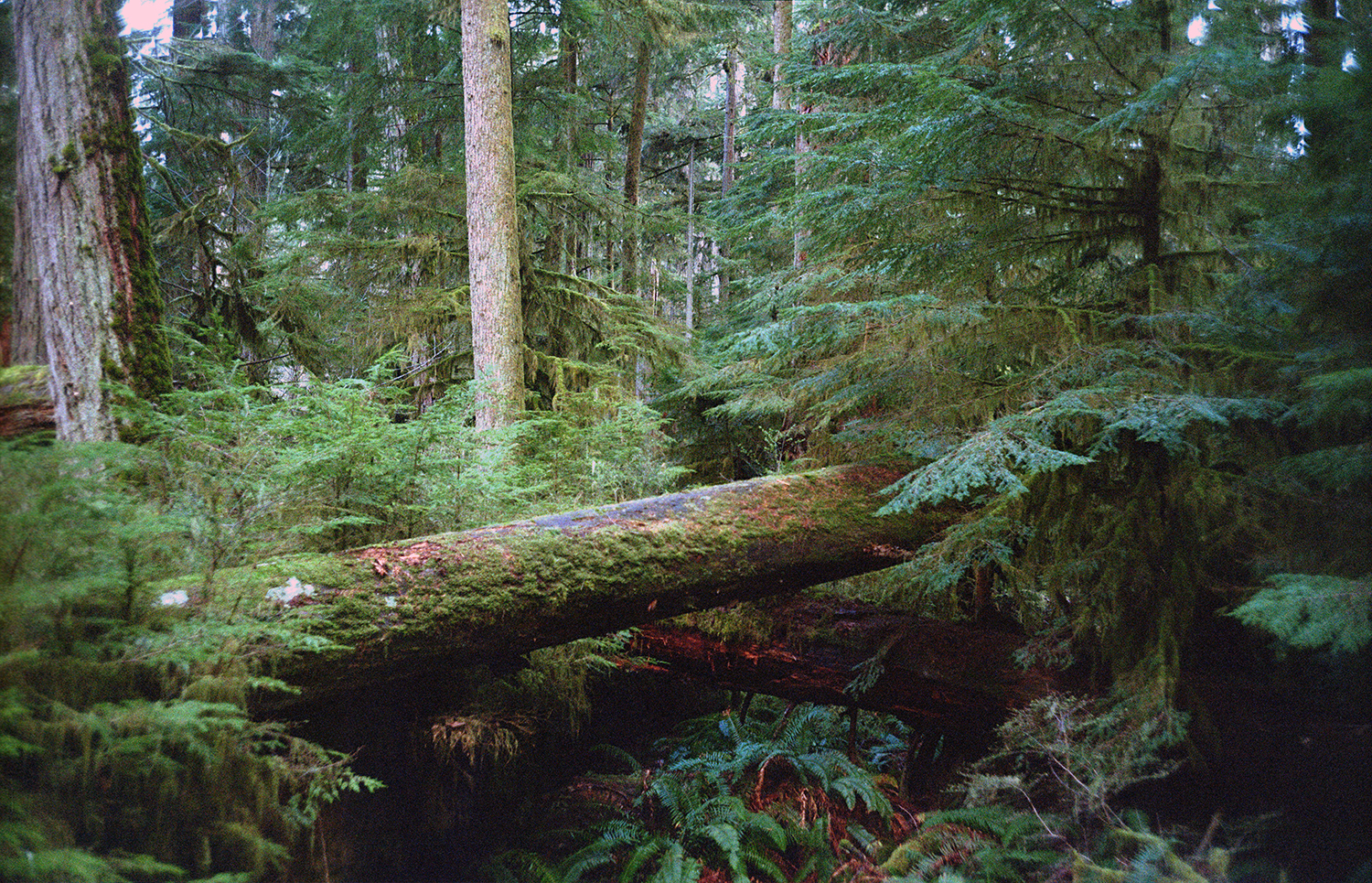 Cathedral Grove, MacMillan Provincial Park