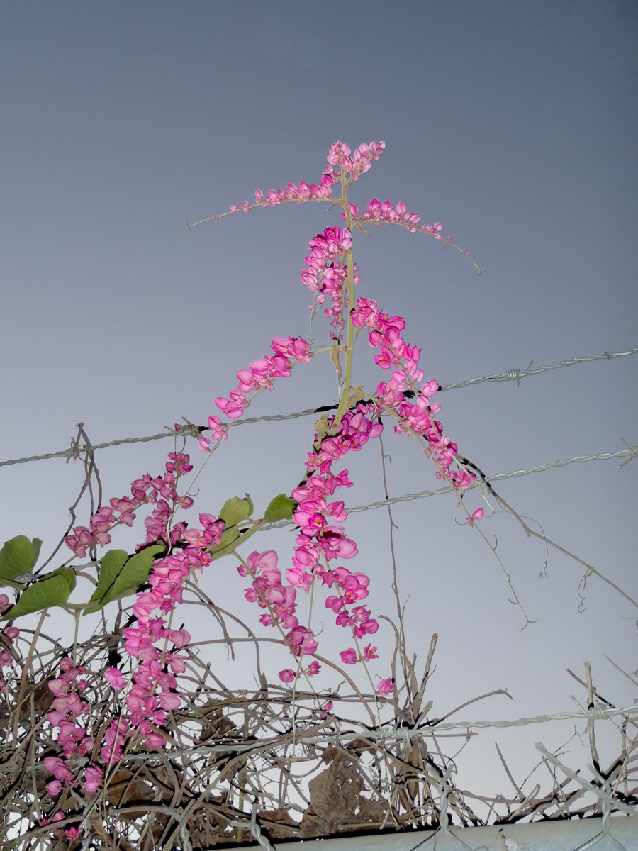 Flash image of pink flowers during sunset