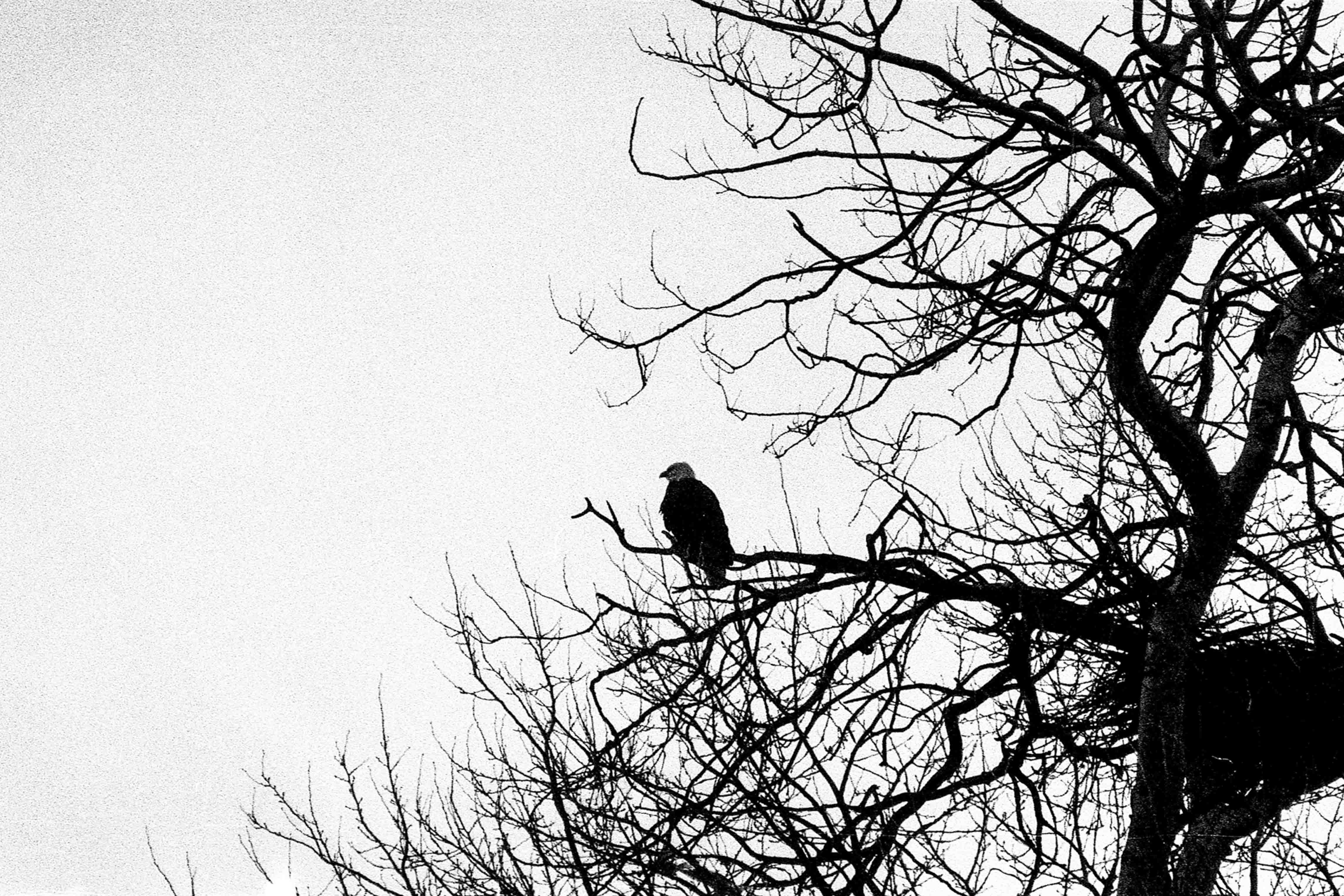 Kentmere 400 pushed 3 stops 