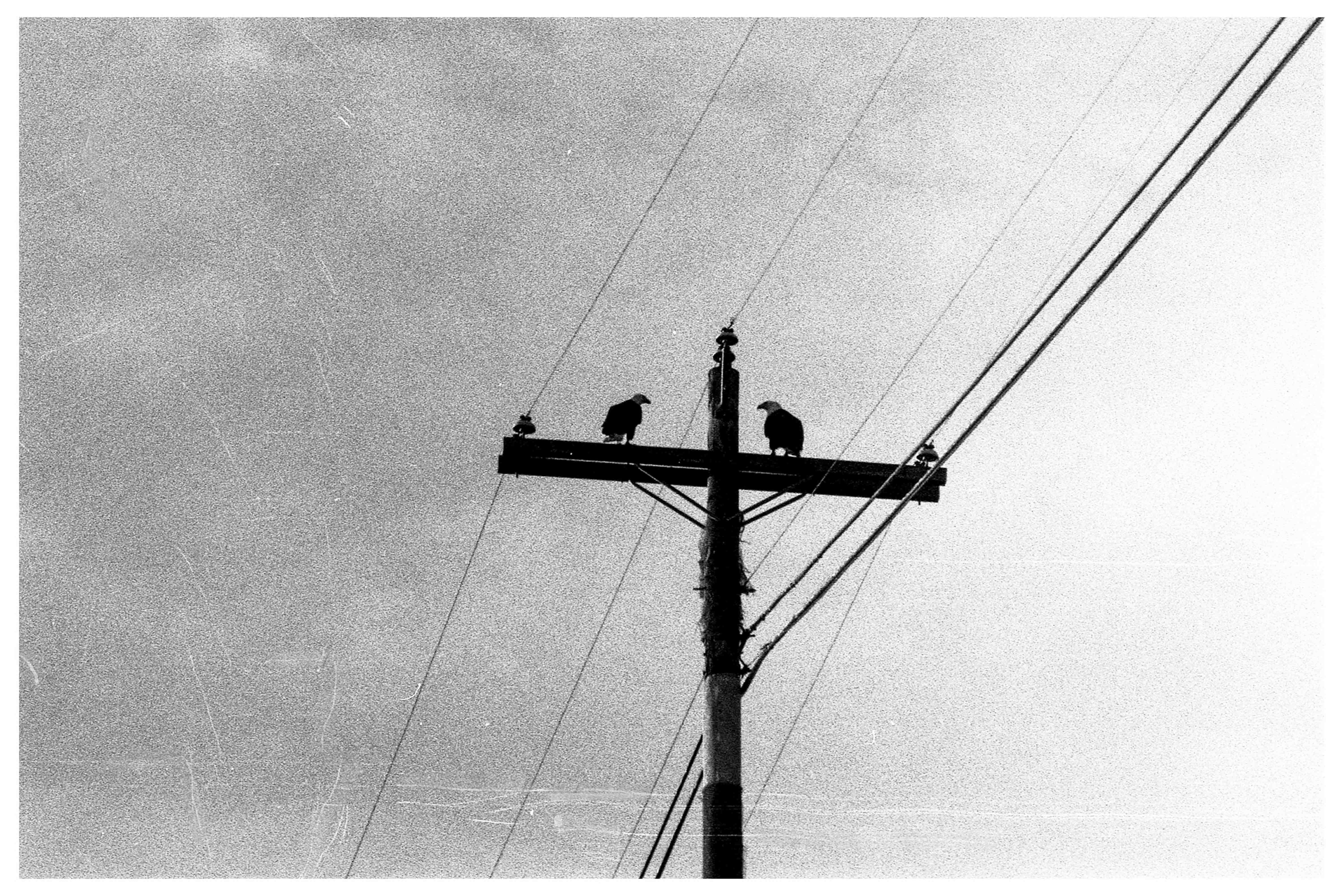 Kentmere 400 pushed 1600