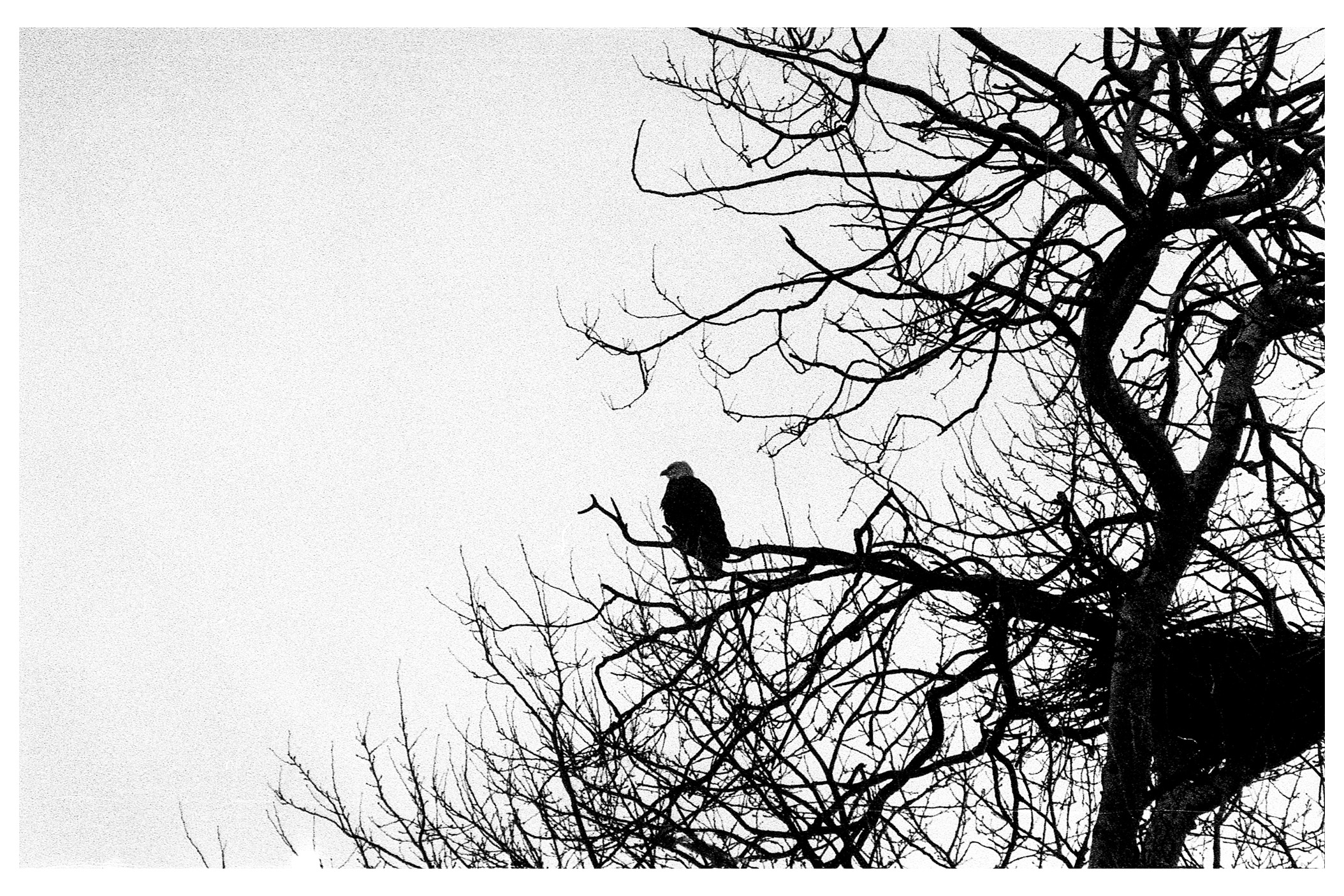 Kentmere 400 pushed 1600