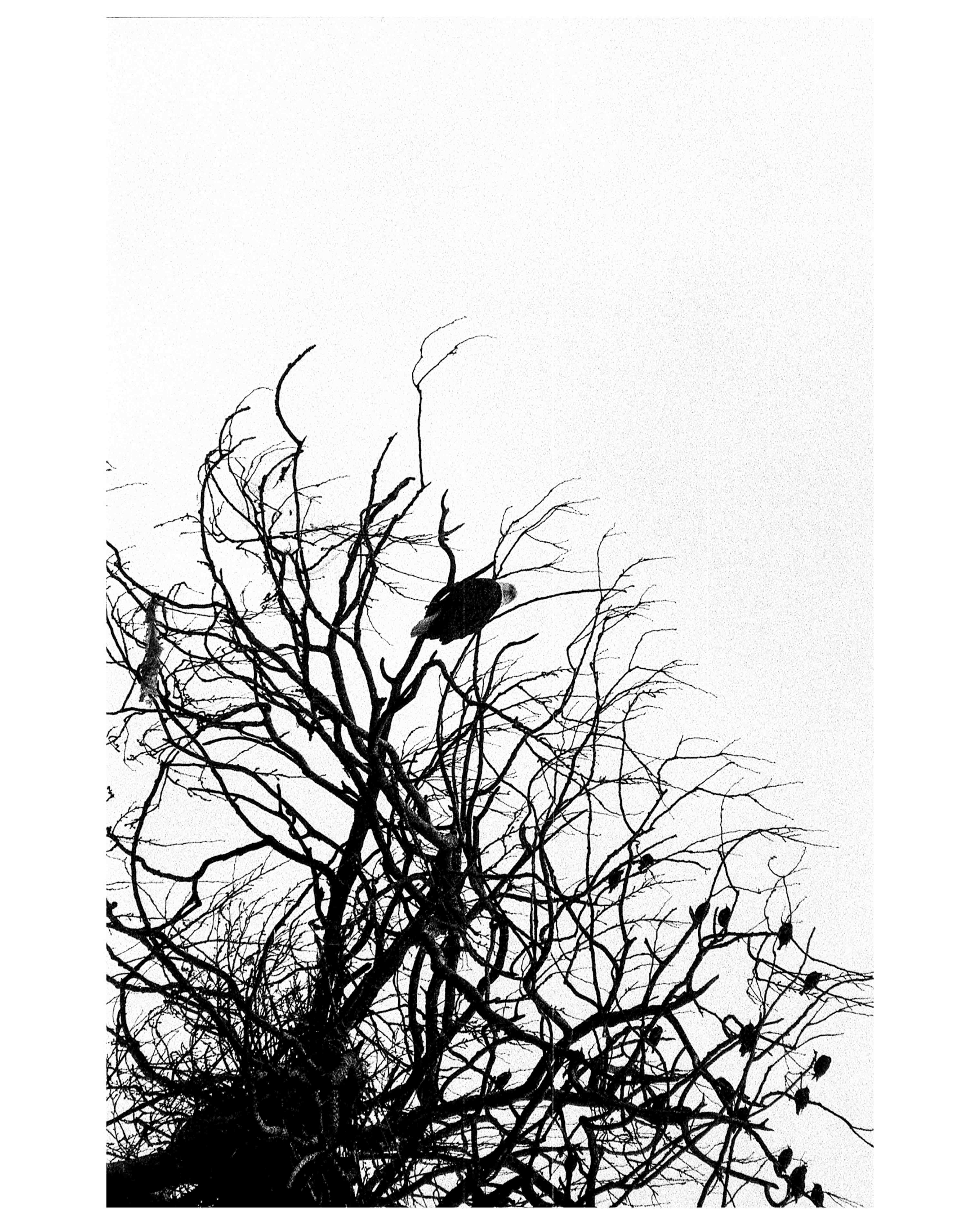 Kentmere 400 pushed to 1600