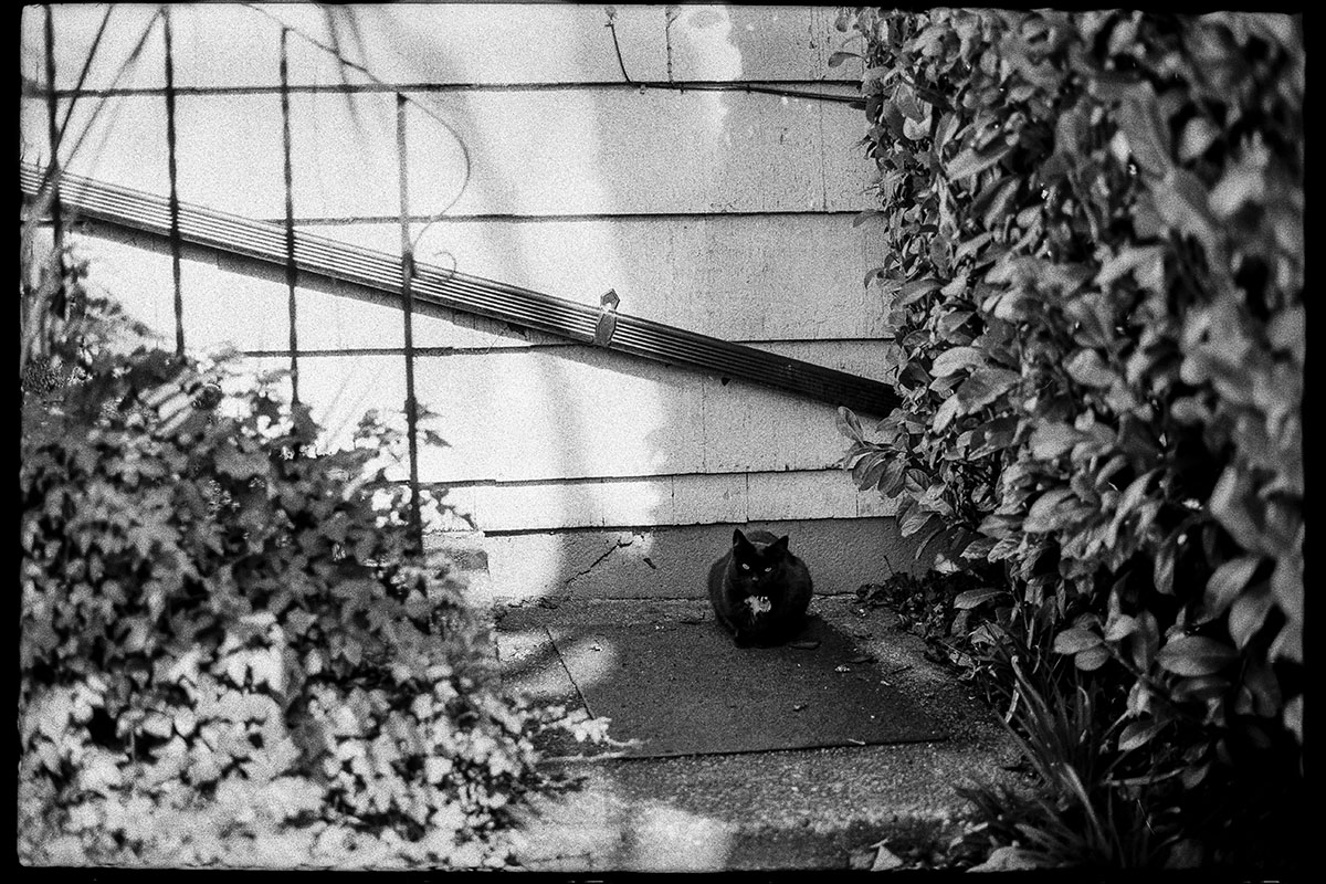 cat photo