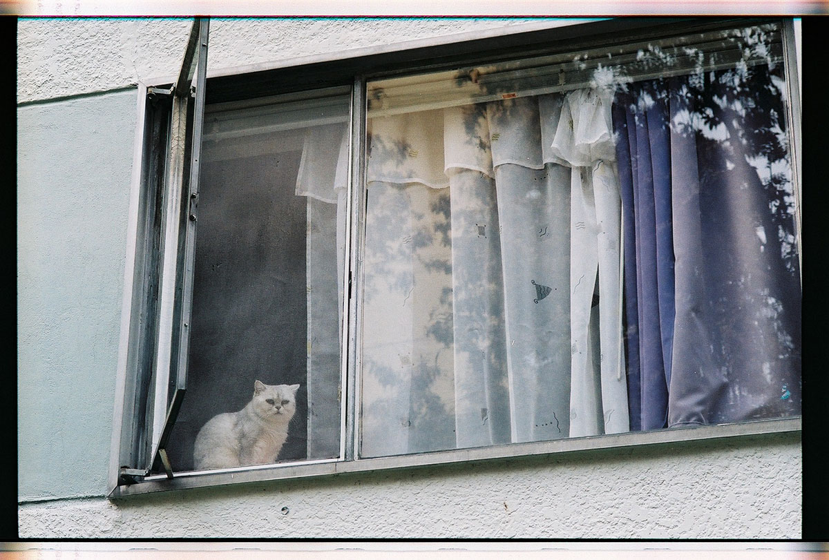 street cat