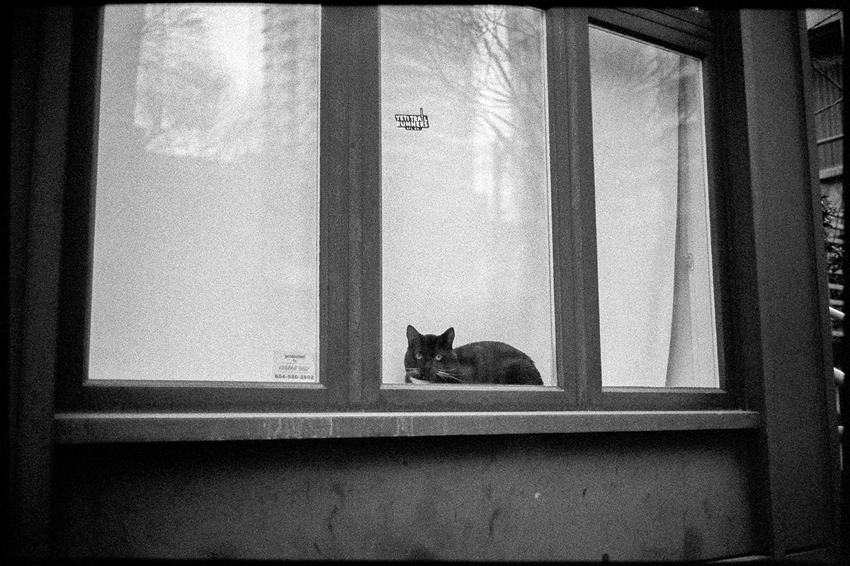 cat photo