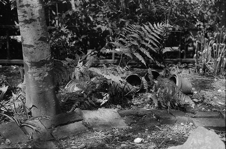 print of garden from film in agitation test