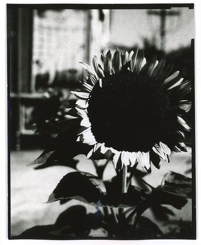 Image of sunflower on Ilford direct positive paper