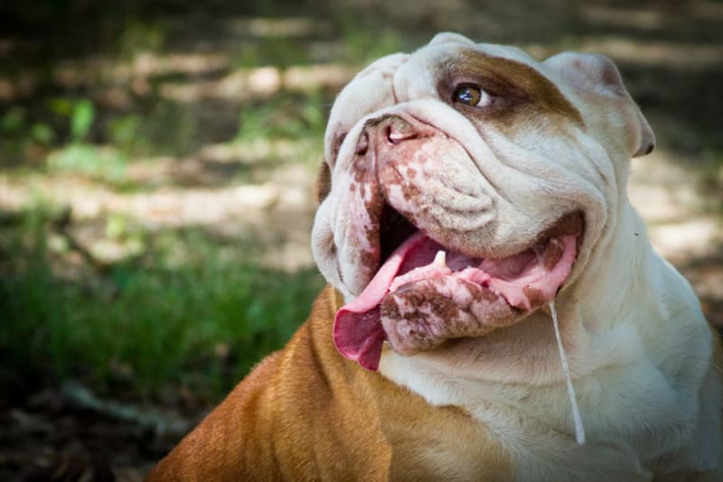 Dog drooling
