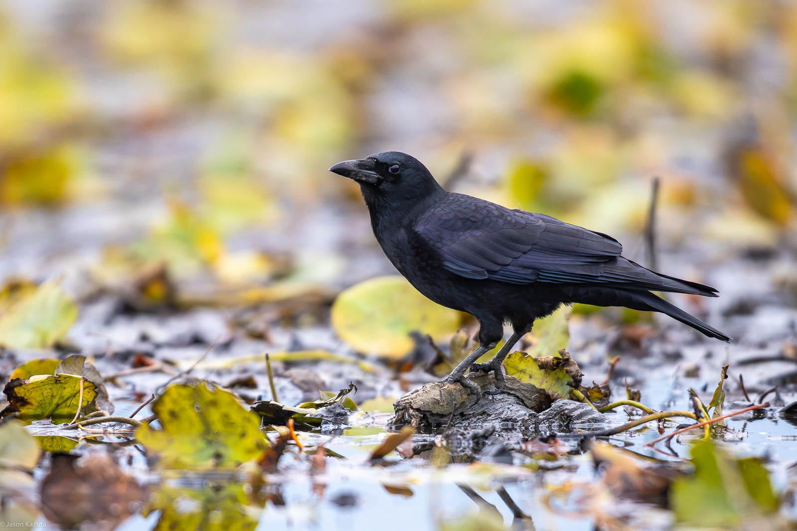 Crow, Canon EOS R5mkII