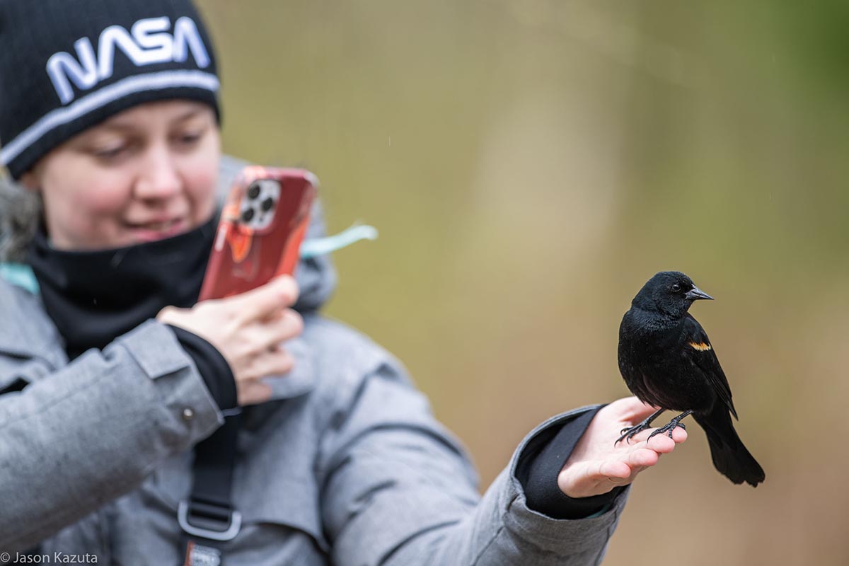 Red-Winged Blackbird poses for a Langara student