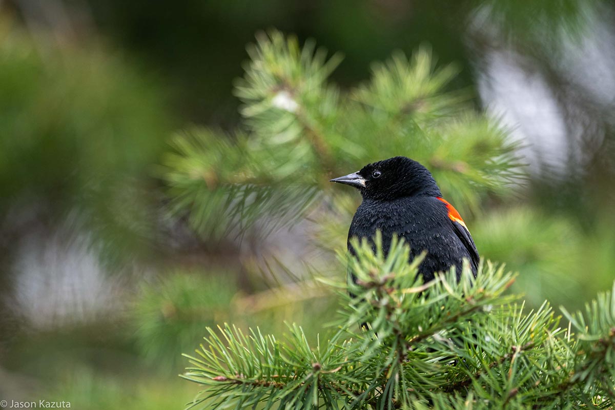 A Red-Winged Blackbird hopes for a handout