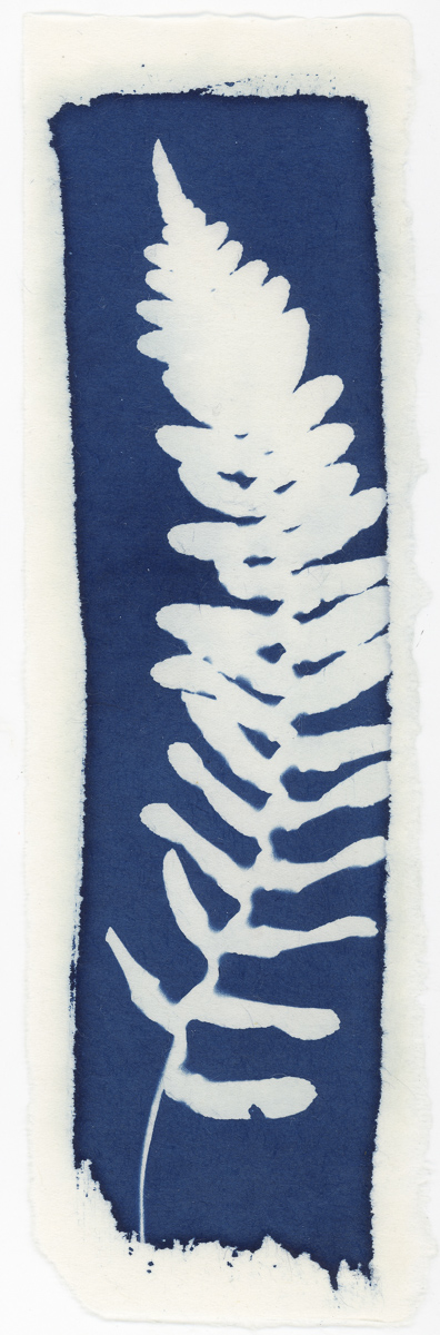 Cyanotype print of fern
