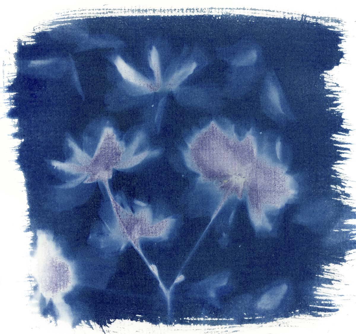 Cyanotype print of flowers