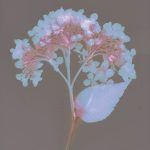 Lumen print with plant